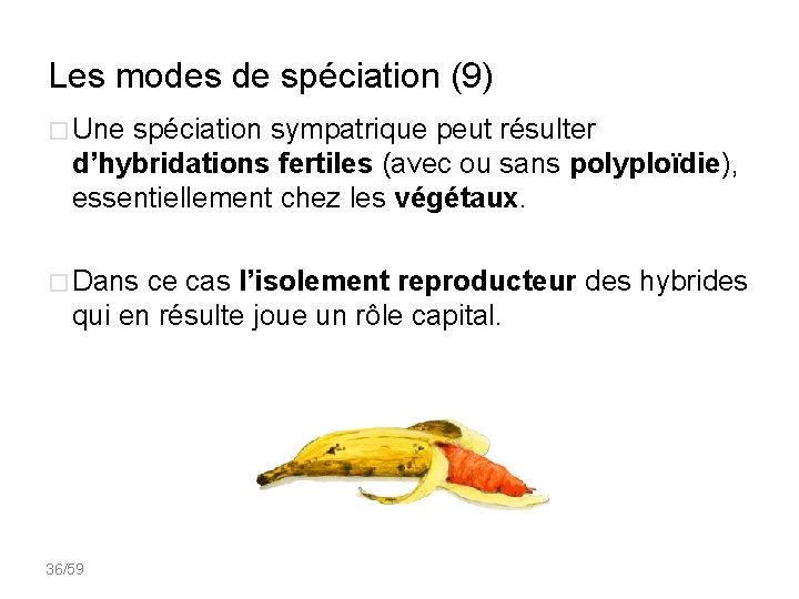 Les modes de spéciation (9) � Une spéciation sympatrique peut résulter d’hybridations fertiles (avec