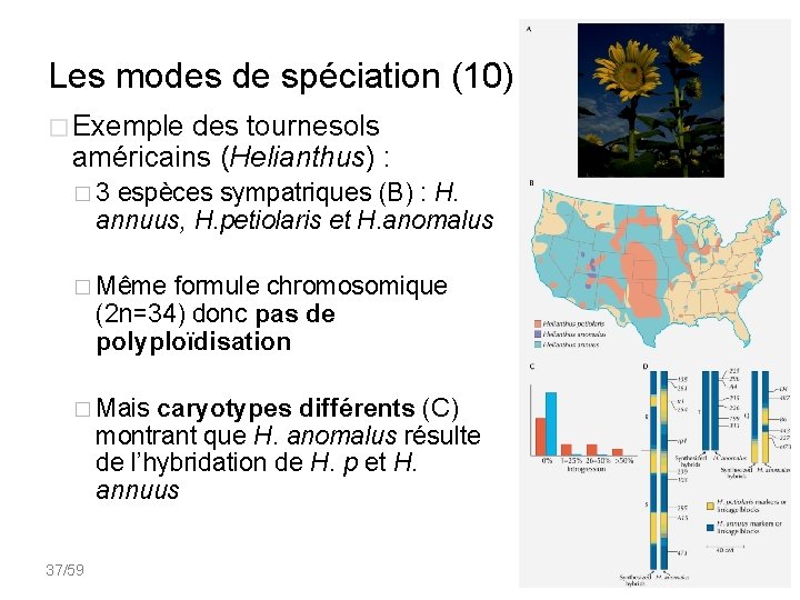 Les modes de spéciation (10) � Exemple des tournesols américains (Helianthus) : � 3