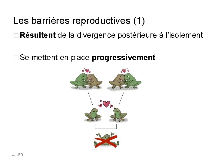 Les barrières reproductives (1) � Résultent de la divergence postérieure à l’isolement � Se