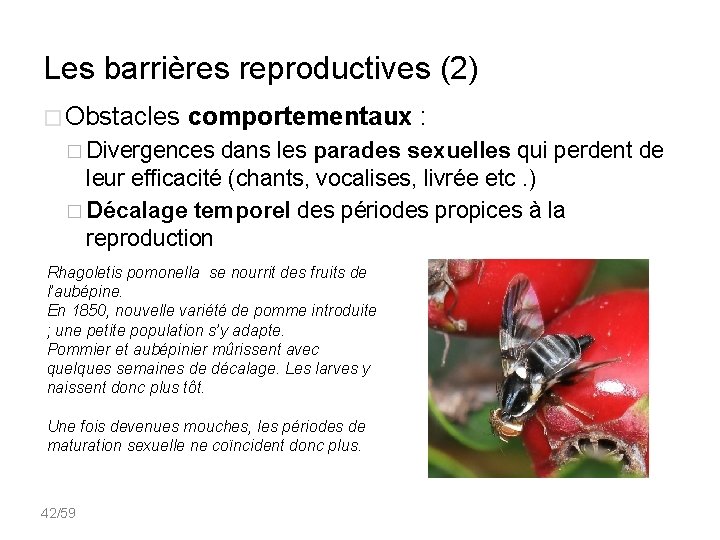 Les barrières reproductives (2) � Obstacles comportementaux : � Divergences dans les parades sexuelles