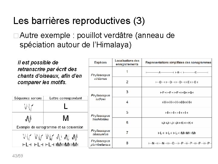 Les barrières reproductives (3) � Autre exemple : pouillot verdâtre (anneau de spéciation autour