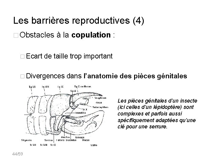 Les barrières reproductives (4) � Obstacles à la copulation : � Ecart de taille