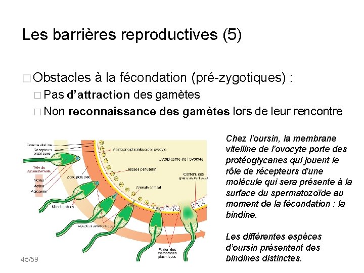 Les barrières reproductives (5) � Obstacles à la fécondation (pré-zygotiques) : � Pas d’attraction