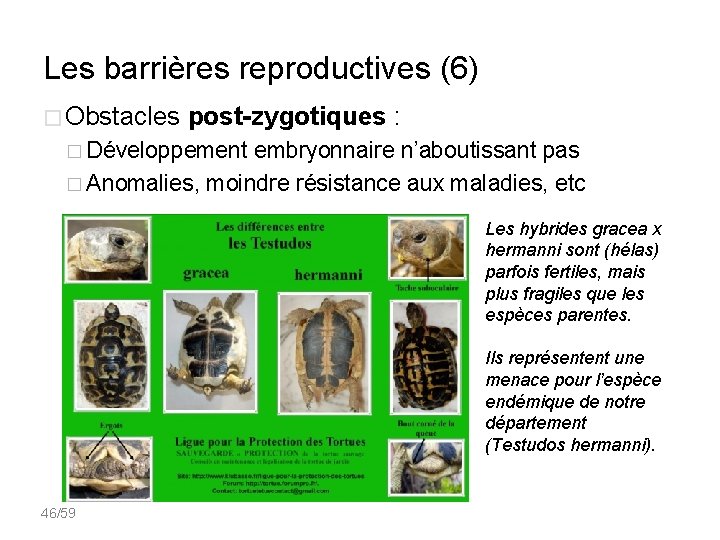 Les barrières reproductives (6) � Obstacles post-zygotiques : � Développement embryonnaire n’aboutissant pas �