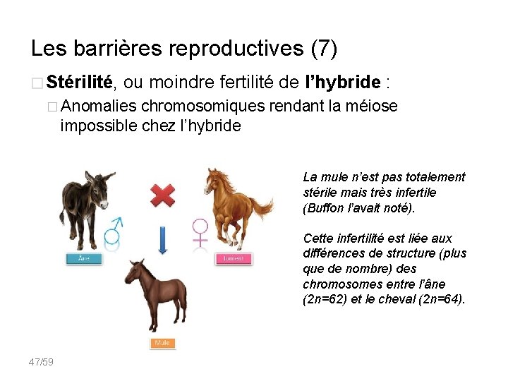 Les barrières reproductives (7) � Stérilité, ou moindre fertilité de l’hybride : � Anomalies