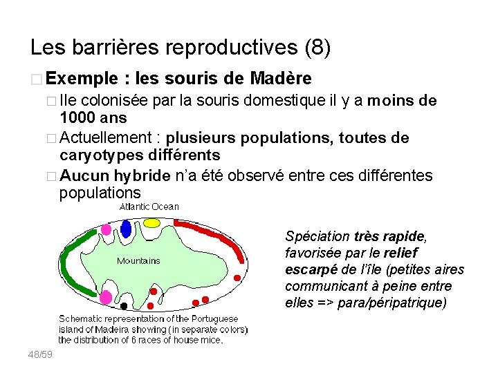 Les barrières reproductives (8) � Exemple : les souris de Madère � Ile colonisée