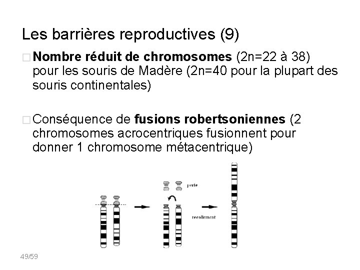 Les barrières reproductives (9) � Nombre réduit de chromosomes (2 n=22 à 38) pour