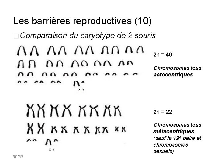 Les barrières reproductives (10) � Comparaison du caryotype de 2 souris 2 n =