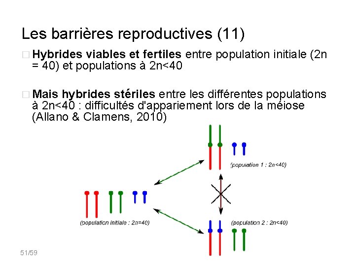 Les barrières reproductives (11) � Hybrides viables et fertiles entre population initiale (2 n