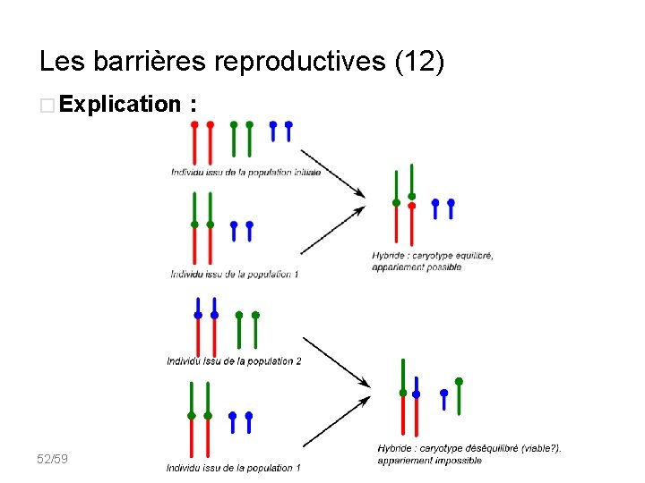 Les barrières reproductives (12) � Explication 52/59 : 