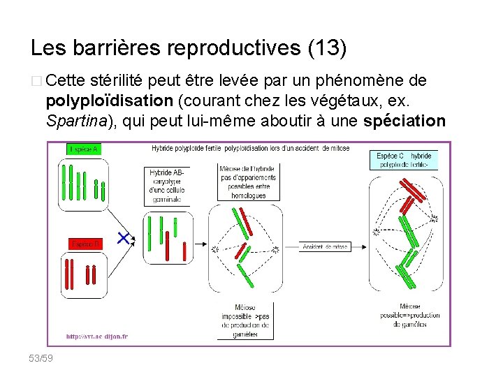Les barrières reproductives (13) � Cette stérilité peut être levée par un phénomène de