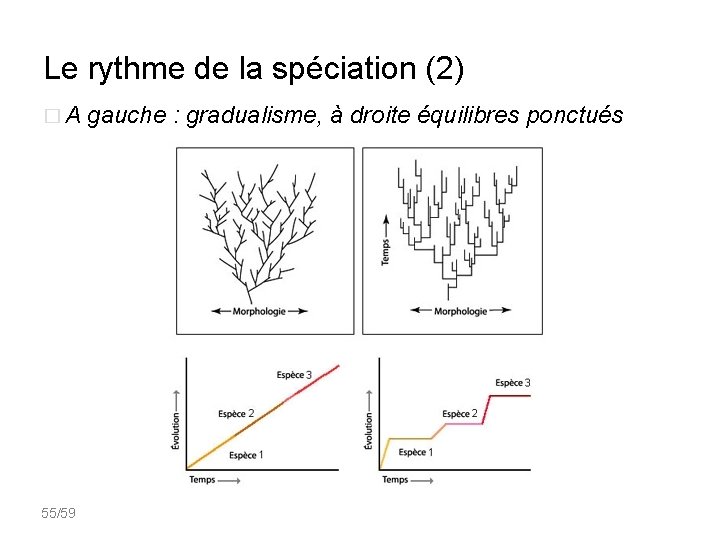 Le rythme de la spéciation (2) � A gauche : gradualisme, à droite équilibres