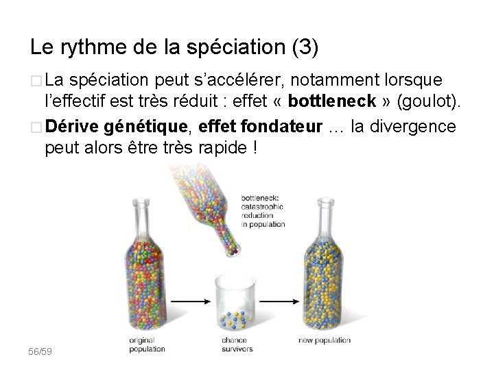 Le rythme de la spéciation (3) � La spéciation peut s’accélérer, notamment lorsque l’effectif