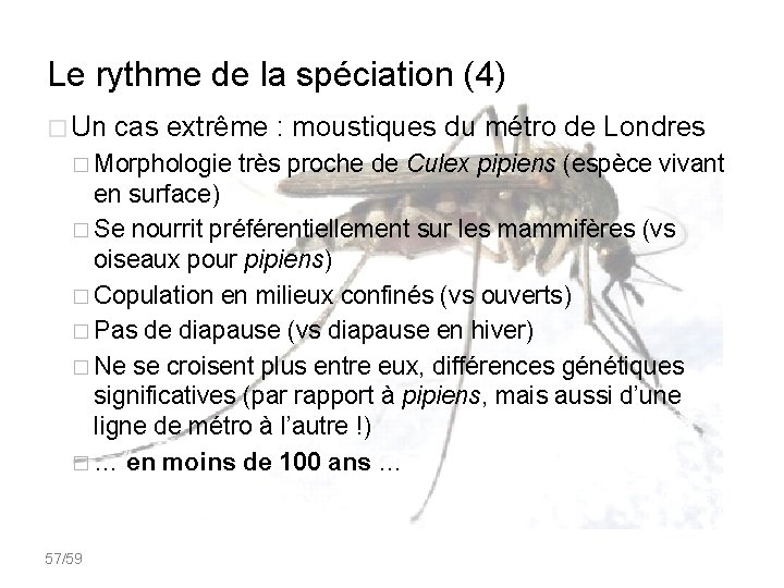 Le rythme de la spéciation (4) � Un cas extrême : moustiques du métro