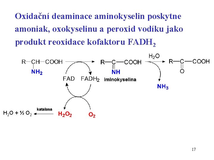 Oxidační deaminace aminokyselin poskytne amoniak, oxokyselinu a peroxid vodíku jako produkt reoxidace kofaktoru FADH