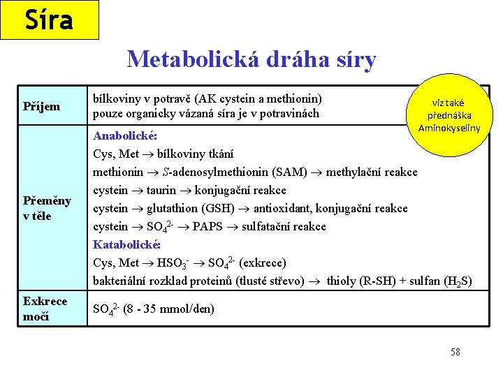 Síra Metabolická dráha síry Příjem bílkoviny v potravě (AK cystein a methionin) pouze organicky