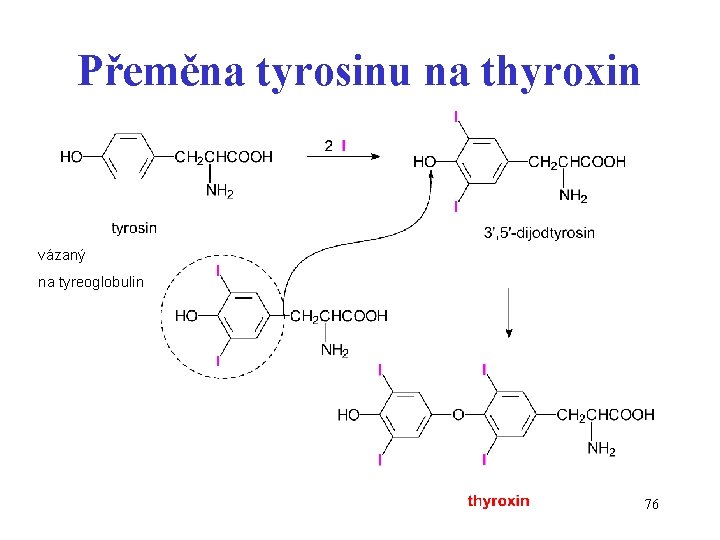 Přeměna tyrosinu na thyroxin vázaný na tyreoglobulin 76 