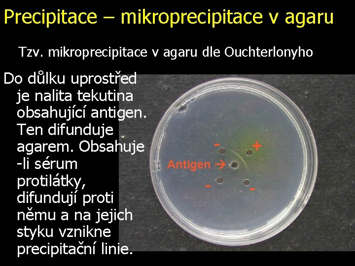 Precipitace – mikroprecipitace v agaru Tzv. mikroprecipitace v agaru dle Ouchterlonyho Do důlku uprostřed