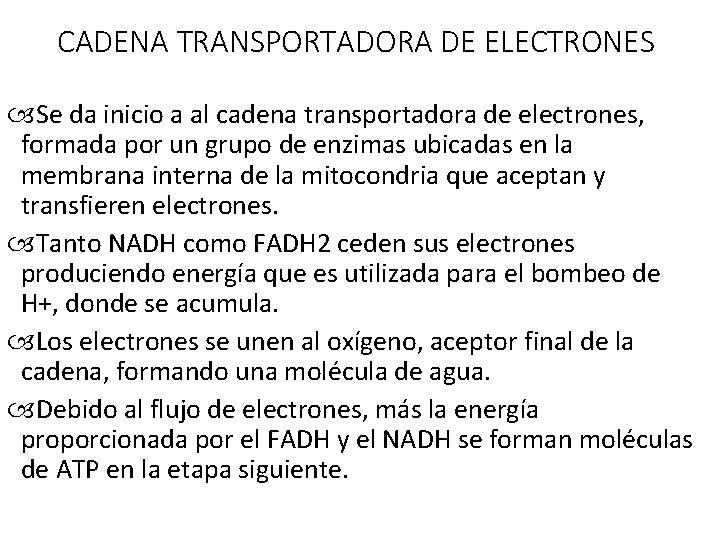 CADENA TRANSPORTADORA DE ELECTRONES Se da inicio a al cadena transportadora de electrones, formada