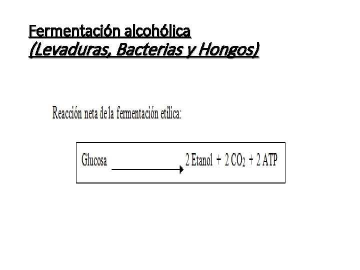 Fermentación alcohólica (Levaduras, Bacterias y Hongos) 