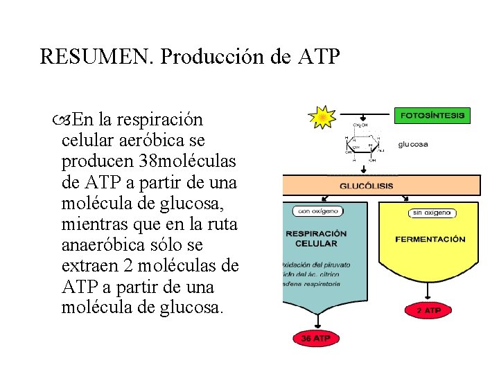 RESUMEN. Producción de ATP En la respiración celular aeróbica se producen 38 moléculas de
