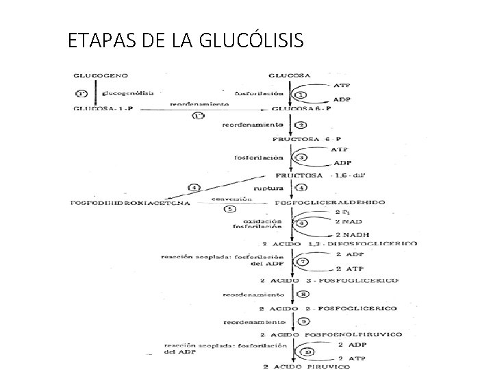 ETAPAS DE LA GLUCÓLISIS 