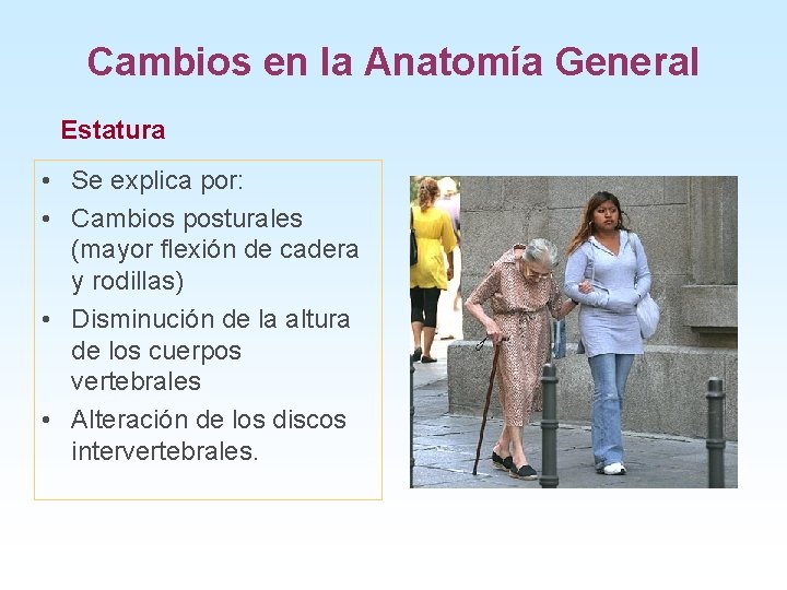 Cambios en la Anatomía General Estatura • Se explica por: • Cambios posturales (mayor