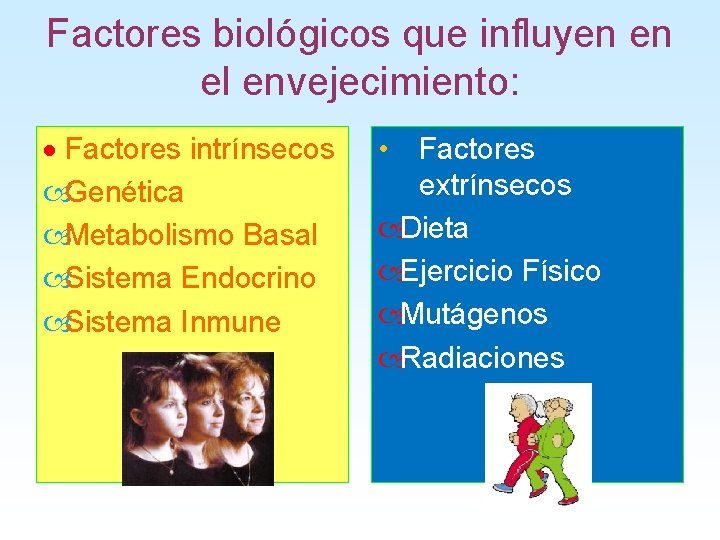 Factores biológicos que influyen en el envejecimiento: · Factores intrínsecos Genética Metabolismo Basal Sistema