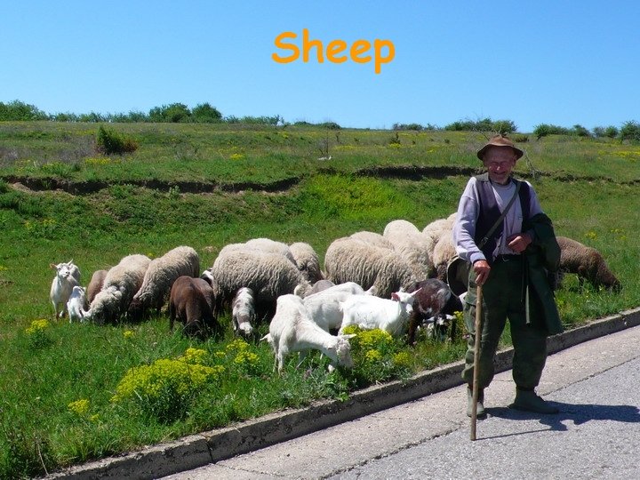 Sheep 