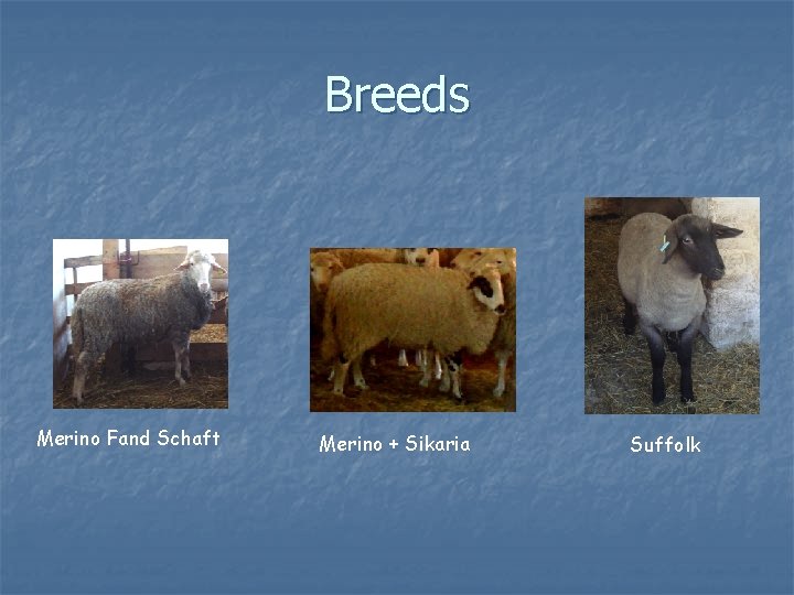 Breeds Merino Fand Schaft Merino + Sikaria Suffolk 