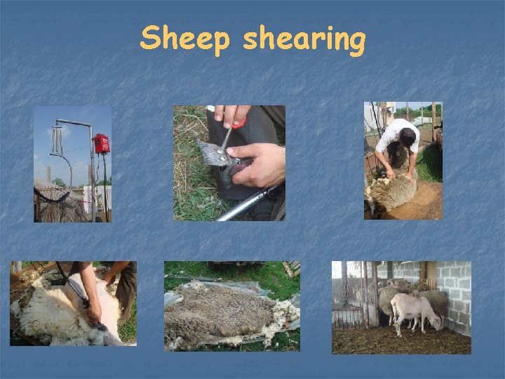 Sheep shearing 