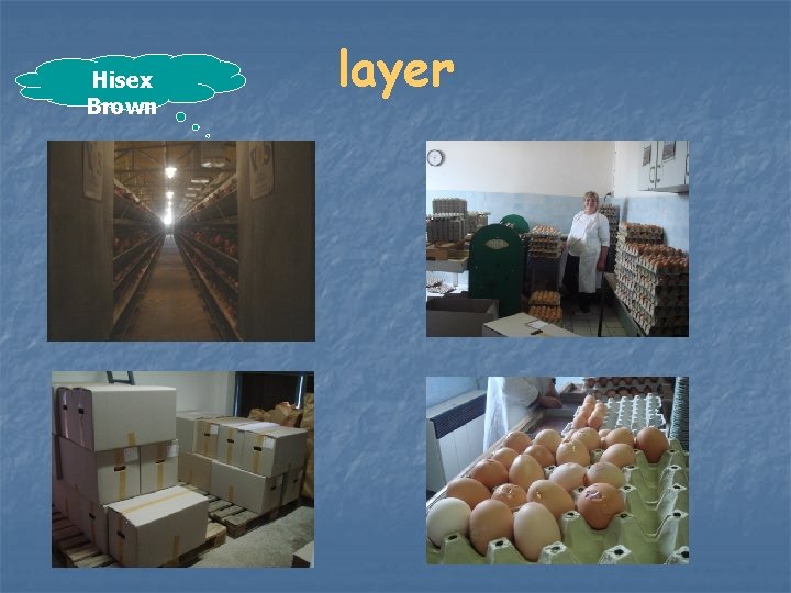Hisex Brown layer 