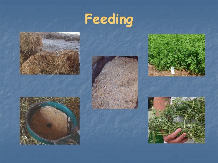 Feeding 