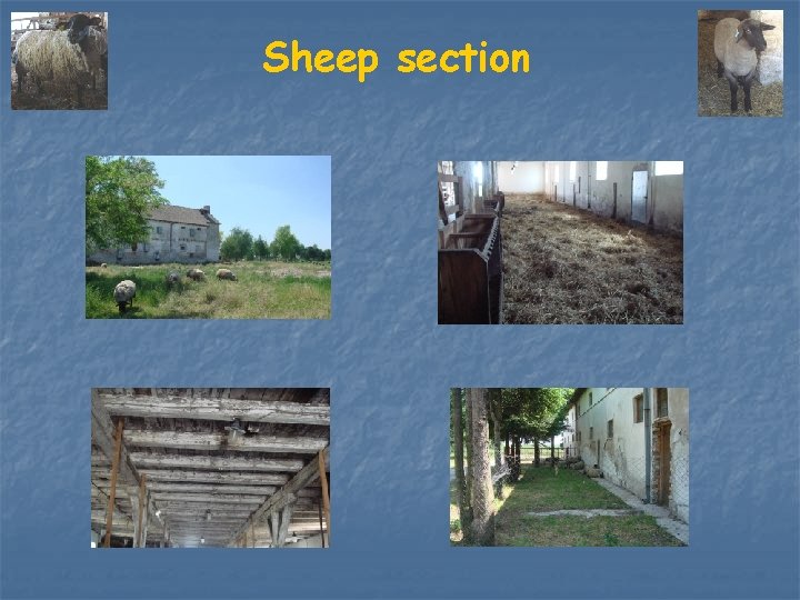 Sheep section 