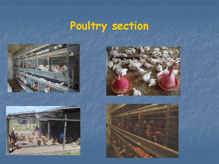 Poultry section 