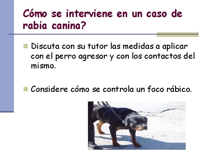 Cómo se interviene en un caso de rabia canina? n Discuta con su tutor