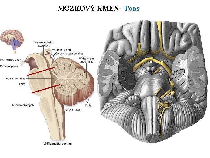 MOZKOVÝ KMEN - Pons 
