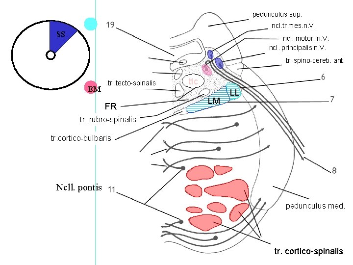 pedunculus sup. ncl. tr. mes. n. V. SS ncl. motor. n. V. ncl. principalis