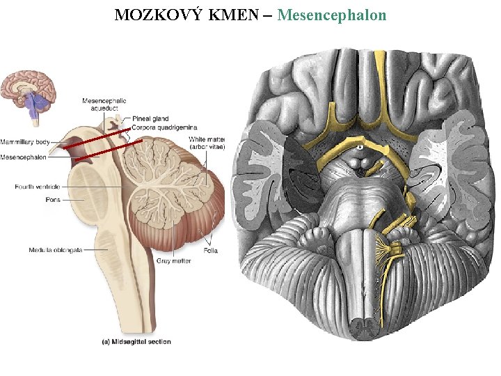 MOZKOVÝ KMEN – Mesencephalon 