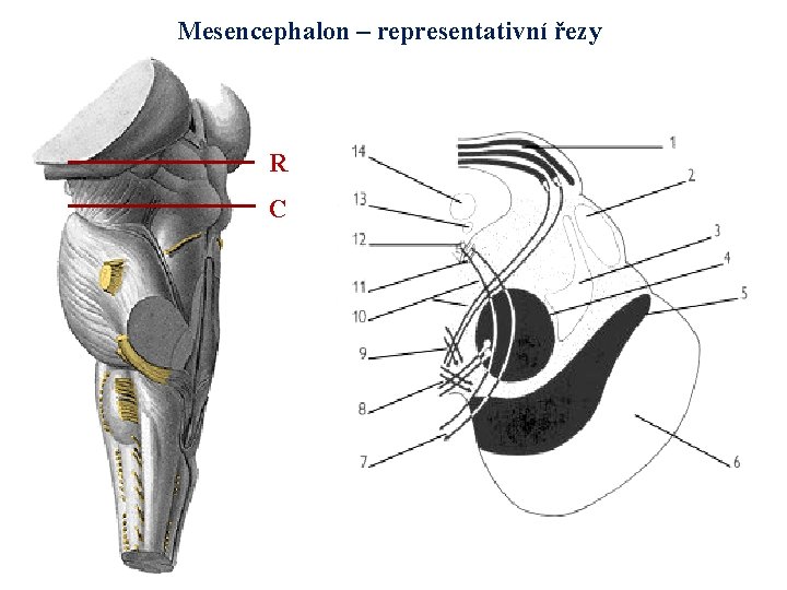 Mesencephalon – representativní řezy R C 