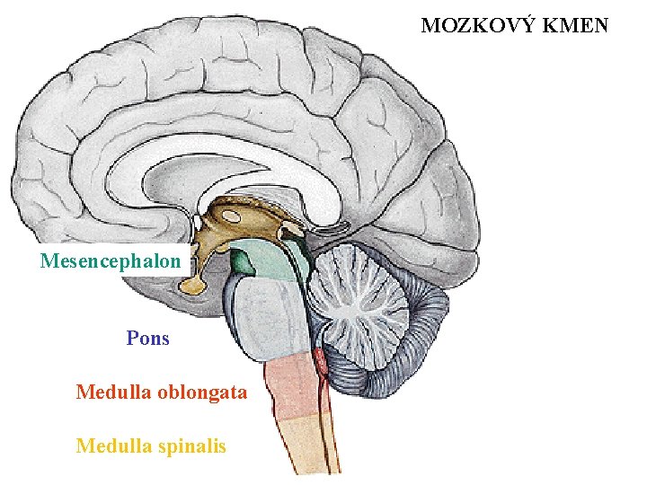 MOZKOVÝ KMEN Mesencephalon Pons Medulla oblongata Medulla spinalis 