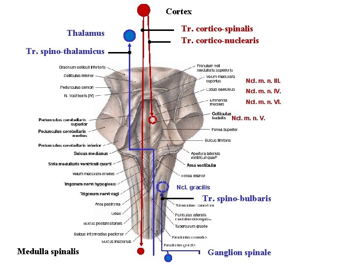 Cortex Thalamus Tr. cortico-spinalis Tr. cortico-nuclearis Tr. spino-thalamicus Ncl. m. n. III. Ncl. m.
