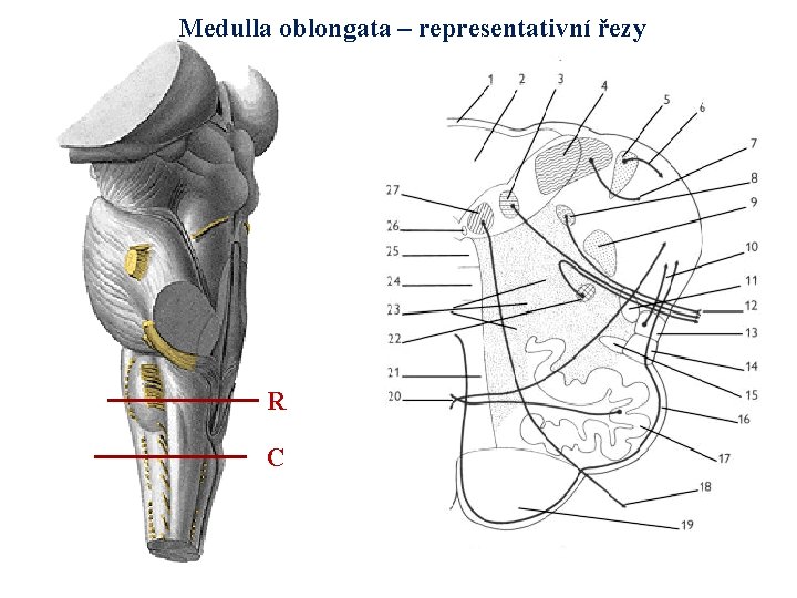 Medulla oblongata – representativní řezy R C 