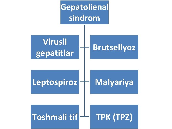 Gepatolienal sindrom Virusli gepatitlar Brutsellyoz Leptospiroz Malyariya Toshmali tif TPK (TPZ) 