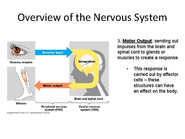 Overview of the Nervous System 3. Motor Output: sending out impulses from the brain