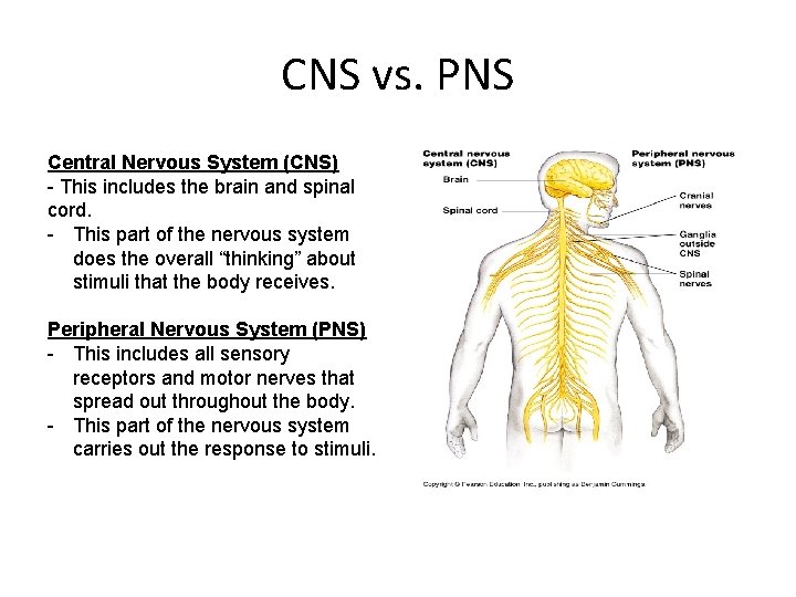 CNS vs. PNS Central Nervous System (CNS) - This includes the brain and spinal