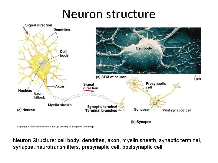 Neuron structure Neuron Structure: cell body, dendrites, axon, myelin sheath, synaptic terminal, synapse, neurotransmitters,