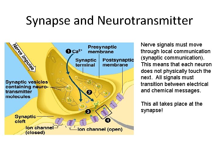 Synapse and Neurotransmitter Nerve signals must move through local communication (synaptic communication). This means