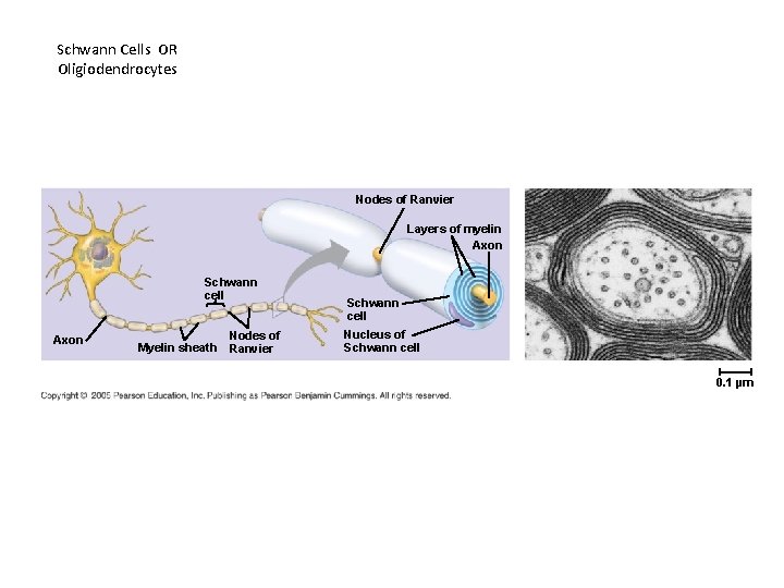 Schwann Cells OR Oligiodendrocytes Nodes of Ranvier Layers of myelin Axon Schwann cell Axon