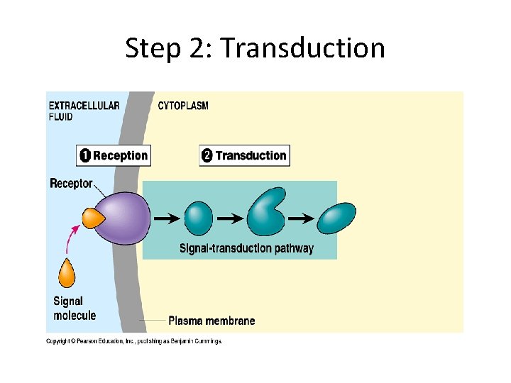 Step 2: Transduction 